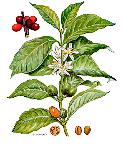 Disegno pianta caffè